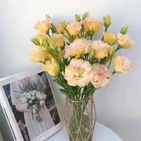 【家居鲜花实付满28元配送 不含花瓶】1枝香槟桔梗家居鲜花