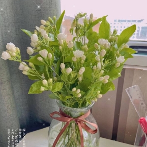 [HZY001795] 【家居鲜花实付满28元配送 不含花瓶】2枝茉莉花家居鲜花