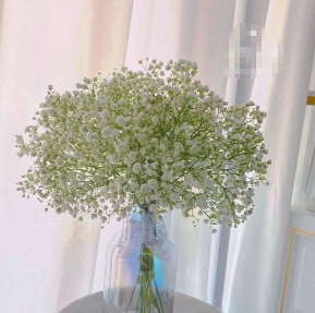 [HZY001783] 【家居鲜花实付满28元配送 不含花瓶】1枝满天星家居鲜花